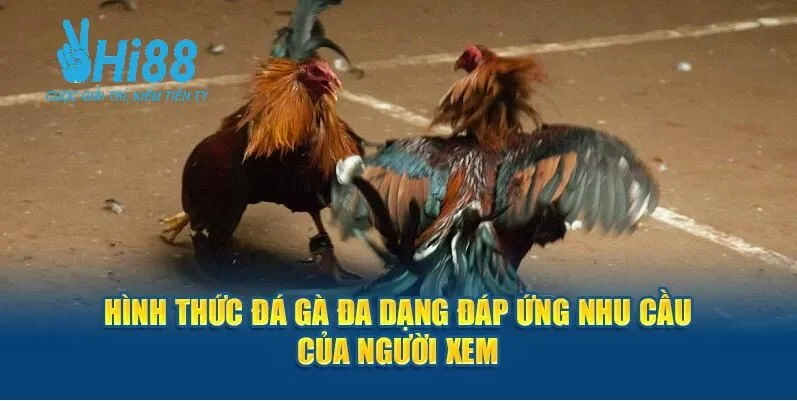 ĐÁ GÀ 2 Hình thức đá gà đa dạng đáp ứng nhu cầu của người xem