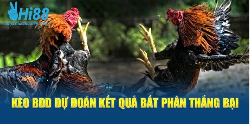 ĐÁ GÀ 3 Kèo BDD dự đoán kết quả bất phân thắng bại