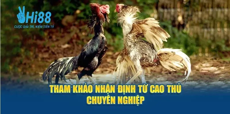 ĐÁ GÀ 4 Tham khảo đá gà hi88 nhận định từ cao thủ chuyên nghiệp