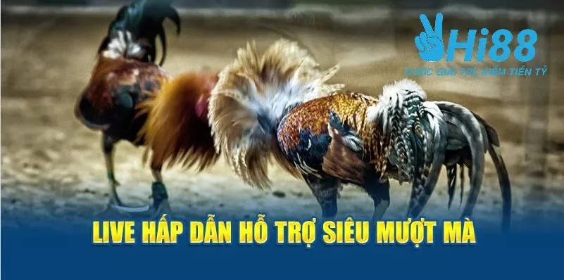 ĐÁ GÀ 1 Live hấp dẫn hỗ trợ siêu mượt mà