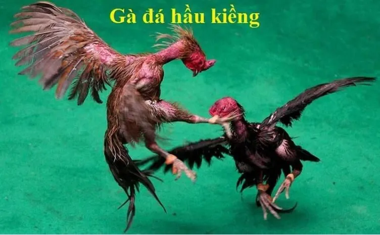 Gà Đá Hầu Kiềng Cổng Game Hấp Dẫn Số 1 Tại Hi88 2 Gà Đá Hầu Kiềng là gì?