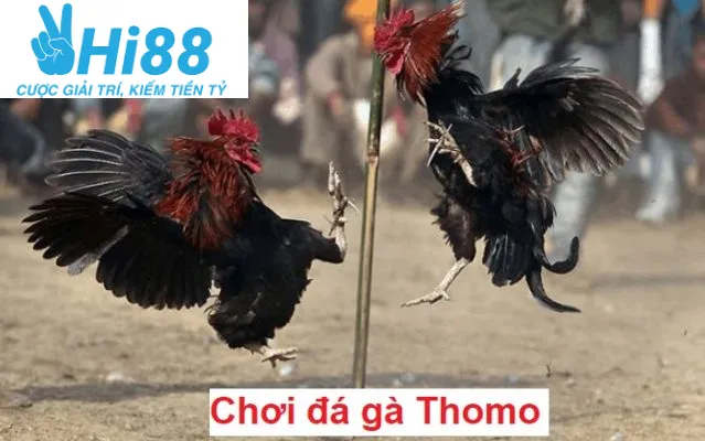Đá Gà Thomo Hi88 2025: Cá Cược Đá Gà Hấp Dẫn Và Lôi Cuốn 2 Đá Gà Thomo Hi88