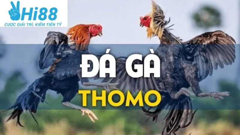 Đá Gà Thomo Hi88 2025: Cá Cược Đá Gà Hấp Dẫn Và Lôi Cuốn 3 Đa dạng trận đá kê Thomo