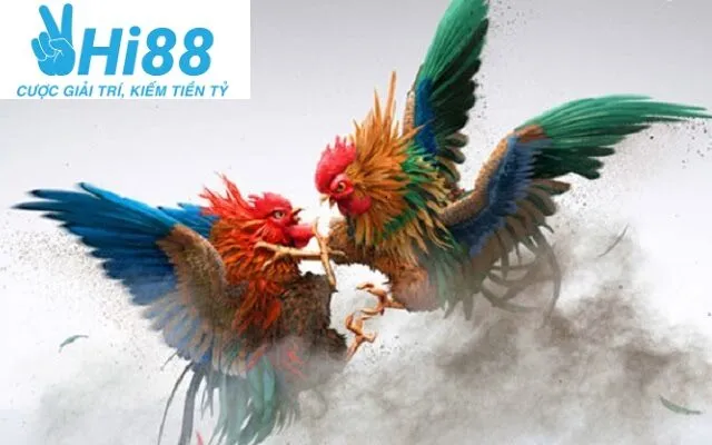 Đá Gà Thomo Hi88 2025: Cá Cược Đá Gà Hấp Dẫn Và Lôi Cuốn 4 Cách phân định thắng thua Đá Gà Thomo Hi88